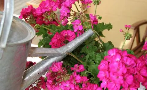 полив герани