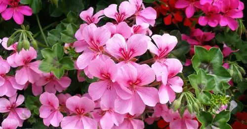 Посадка герани: когда и как делать?