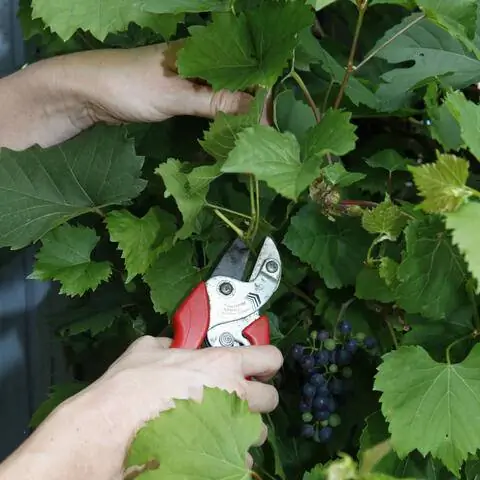 Обрезать виноградную лозу