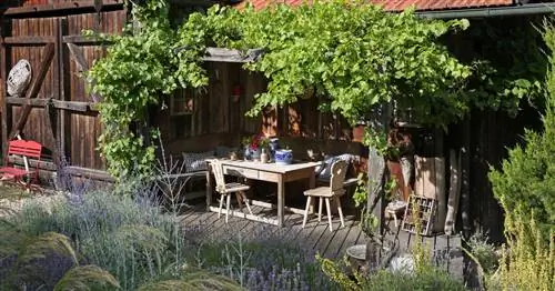 Пересадка вина: вот как