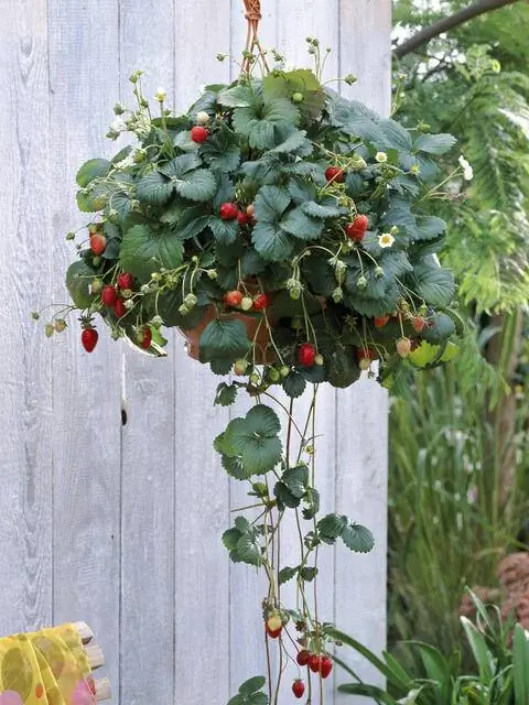 Гибриды клубники свисающей 'Элан' F1