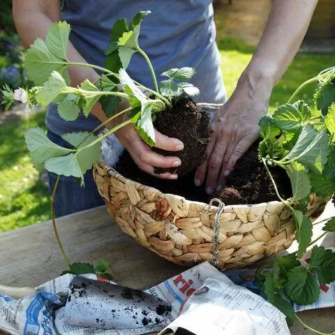 Посадить висячую клубнику