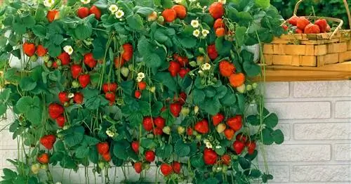 Клубника висячая: советы по посадке и уходу