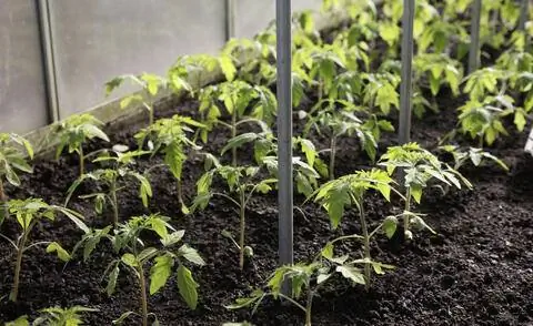 Молодые растения томатов в теплице