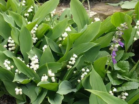 Ландыш (Convallaria majalis)