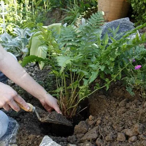 растение папоротник