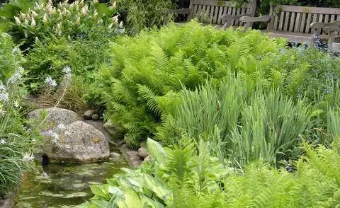 Кровать с папоротниками и хостами