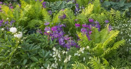 Посадка папоротника: на это нужно обратить внимание