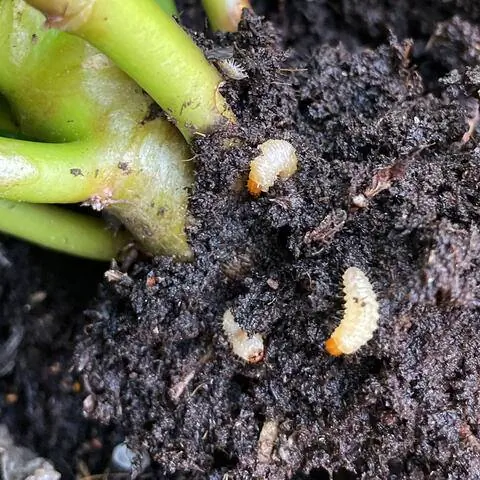 Личинки виноградного долгоносика