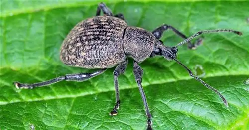 Кофейная гуща против виноградного долгоносика: действительно помогает?