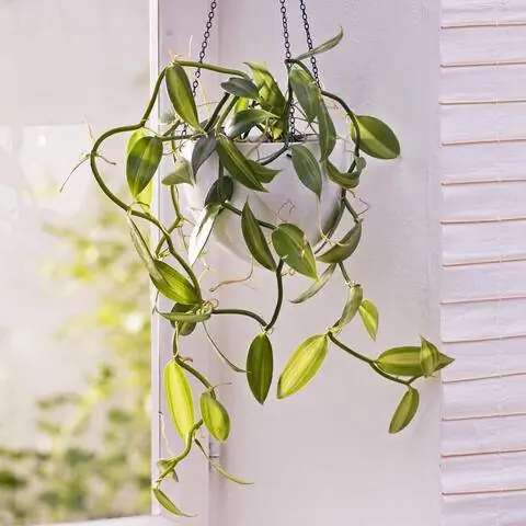 Vanilla planifolia на светофоре