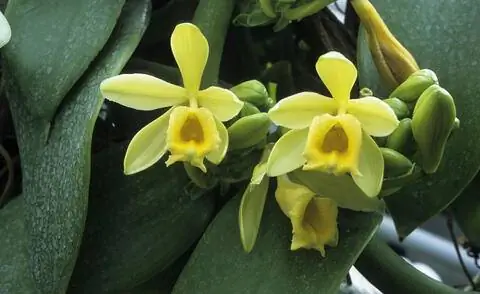 ванильные цветы