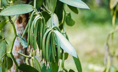 Ванильные капсулы