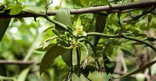 Выращивание ванили: возможно ли это?