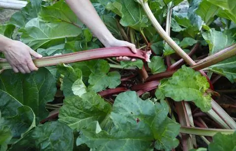 Урожай ревеня