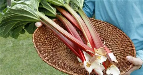 Ревень: когда нужно собирать урожай?