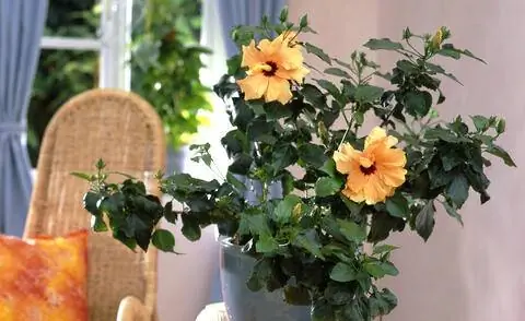 Зефир розовый в горшочке