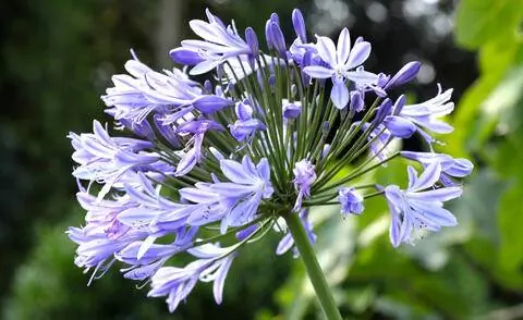 Цветок африканской лилии