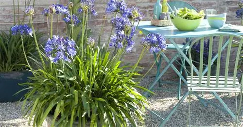 Африканские лилии не цветут? Это самые распространенные причины