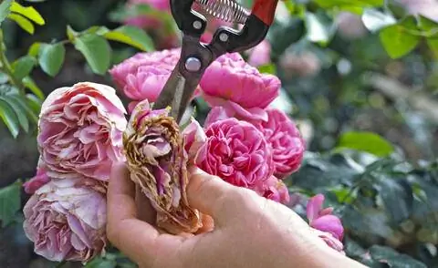 Срезать отцветшие розы