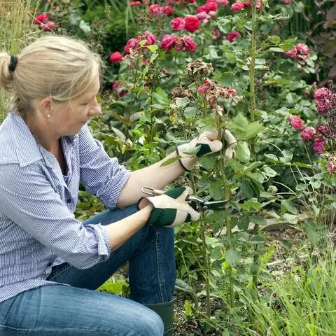 Обрезать увядшую розу