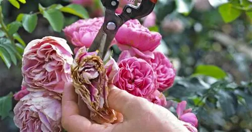 Срезать отцветшие розы: да или нет?