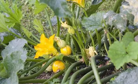 Желтые кабачки сорт 'Флоридор'