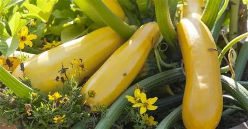 Желтые кабачки: лучшие сорта