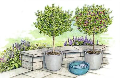 Высокий стебель крыжовника