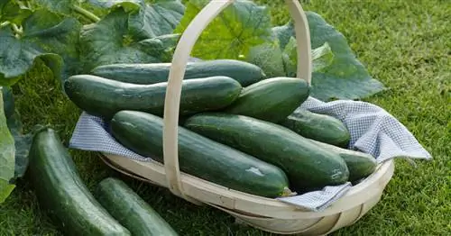 Хранение огурцов: так они хранятся дольше всего