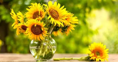 Подсолнухи в вазе: так они долго остаются свежими