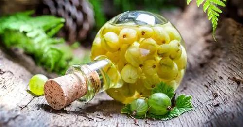 Ликер из крыжовника: быстрый рецепт для подражания