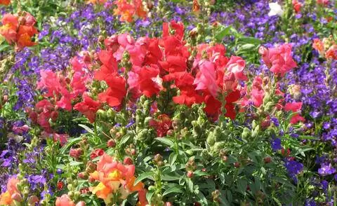 Львиный зев в постели