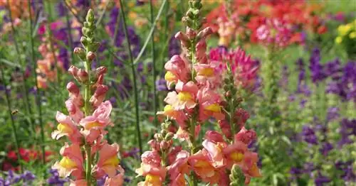 Резка львиного зева: Вы должны обратить на это внимание