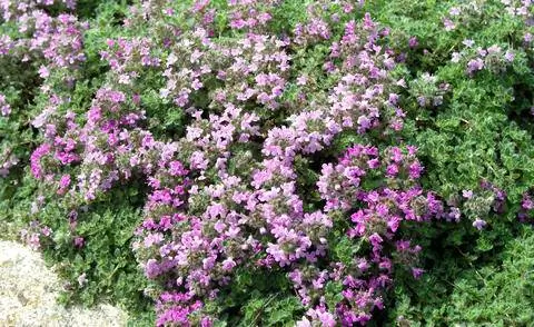 Настоящая кнель