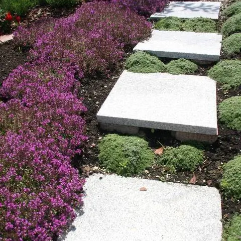 Почвопокровный тимьян рядом со ступеньками
