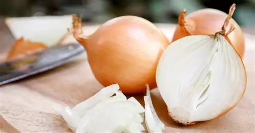 Заморозка лука: как правильно?