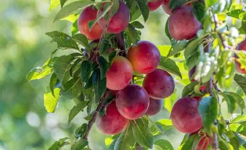 Спелые сливы на дереве