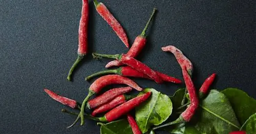 Заморозка пепперони: возможно ли это и если да, то как?