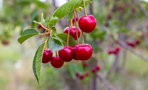 вишни на дереве