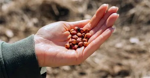 Посадить вишневую косточку – возможно ли это?