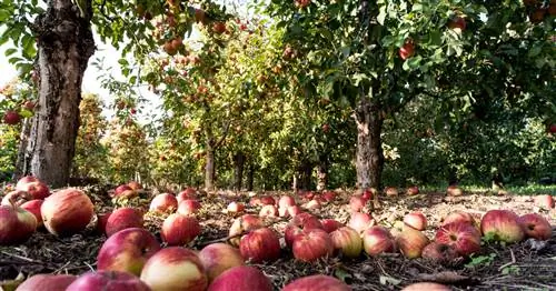 Упавшие плоды: собрать или оставить?