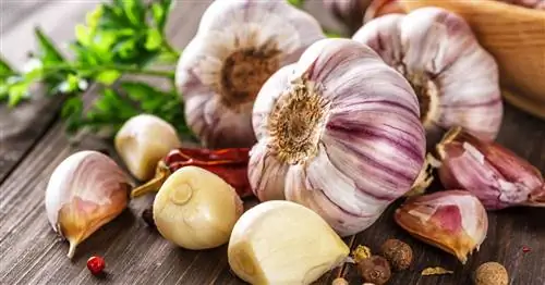 Чеснок: он такой полезный