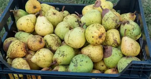 Хранение груш: так они хранятся дольше всего