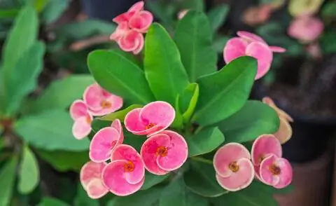 Шип Христа (Euphorbia milii)