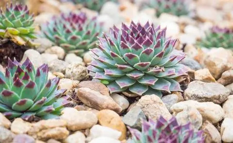 Эхеверия изящная