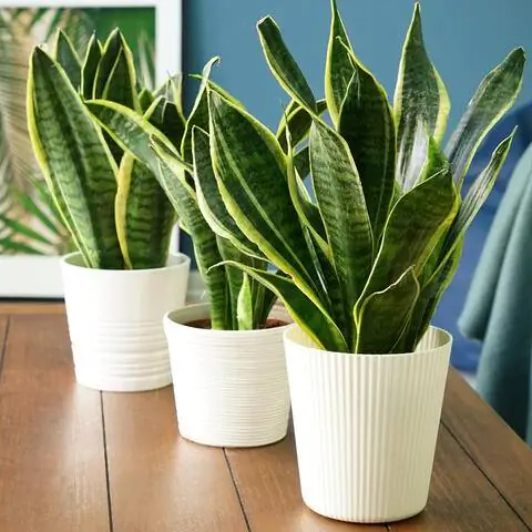 Луковая конопля (Sansevieria trifasciata)