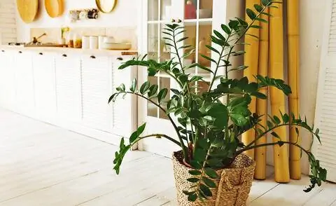 Замиокулькас в корзине для растений