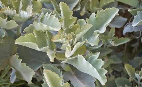 Слоновье ухо каланхоэ (Kalanchoe beharensis)