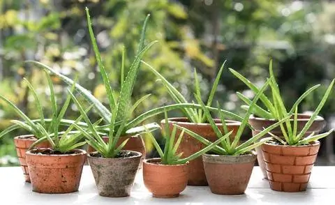 Горшечное растение алоэ вера